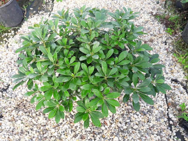 PİTOSPORUM 10 ADET PAKET - YER ÖRTÜCÜ DIŞ MEKAN BİTKİSİ