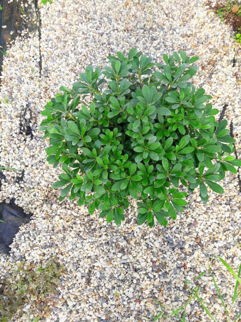 PİTOSPORUM 5 ADET PAKET - YER ÖRTÜCÜ DIŞ MEKAN BİTKİSİ