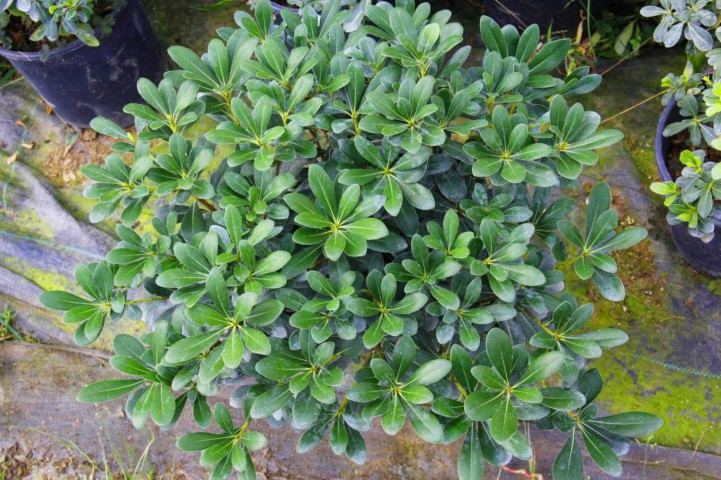 PİTOSPORUM 5 ADET PAKET - YER ÖRTÜCÜ DIŞ MEKAN BİTKİSİ