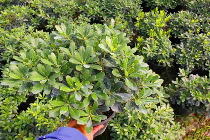 PİTOSPORUM 5 ADET PAKET - YER ÖRTÜCÜ DIŞ MEKAN BİTKİSİ