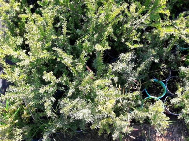 PORSUK FİDANI 5 ADET - Taxus Baccata