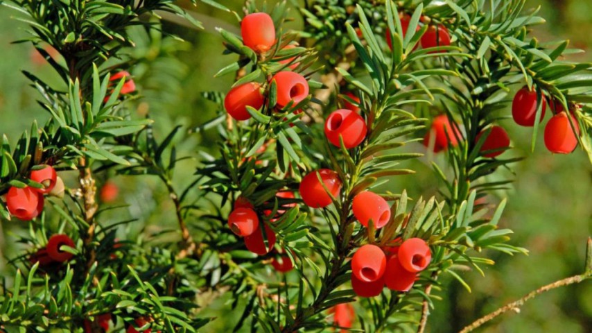 PORSUK FİDANI 5 ADET - Taxus Baccata