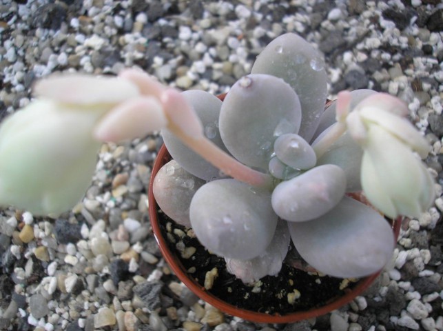 Pachyphytum Oviferum - 5 ADET SUKULENT - TERARYUM BİTKİSİ