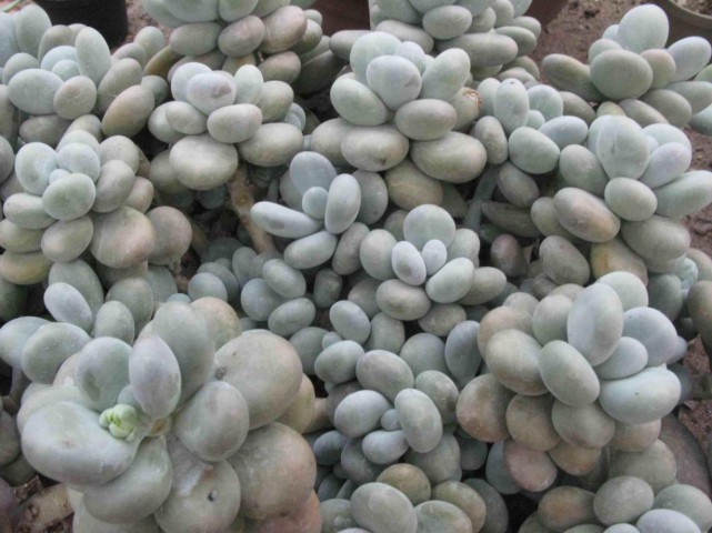 Pachyphytum Oviferum - 5 ADET SUKULENT - TERARYUM BİTKİSİ