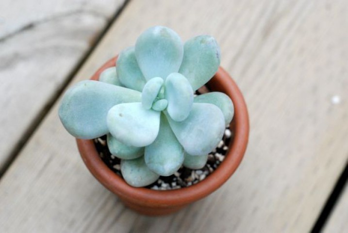 Pachyphytum Oviferum - 5 ADET SUKULENT - TERARYUM BİTKİSİ