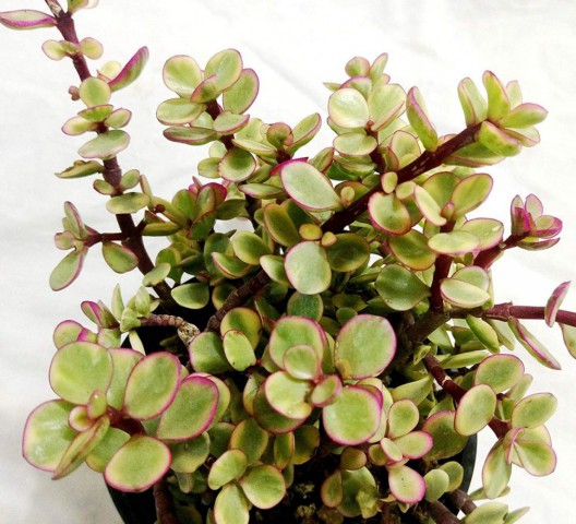 Portulacaria Afra Variegata - 50 ADET SUKULENT - TERARYUM Bİ