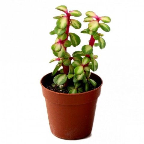 Portulacaria Afra Variegata - 50 ADET SUKULENT - TERARYUM Bİ