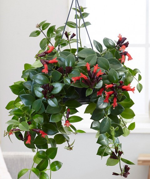 RUJ ÇİÇEĞİ 3 ADET - ASKILI SAKSIDA HEDİYELİK