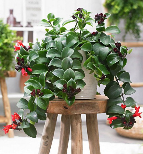 RUJ ÇİÇEĞİ 3 ADET - ASKILI SAKSIDA HEDİYELİK