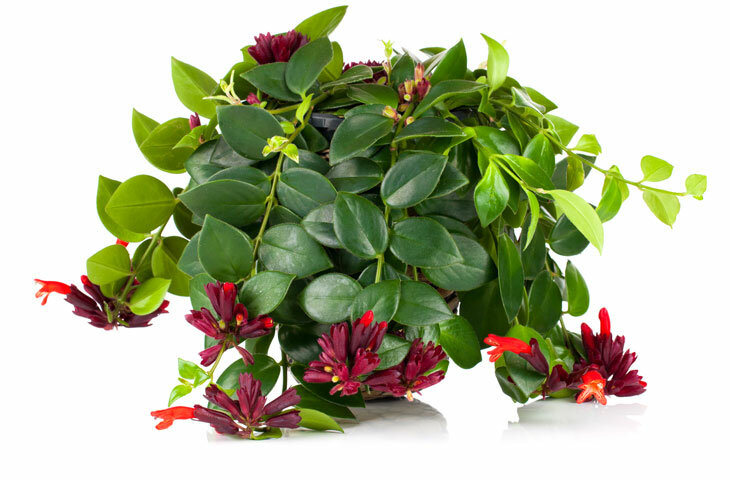 RUJ ÇİÇEĞİ 3 ADET - ASKILI SAKSIDA HEDİYELİK