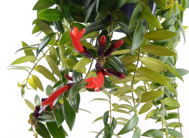 RUJ ÇİÇEĞİ 5 ADET - ASKILI SAKSIDA HEDİYELİK