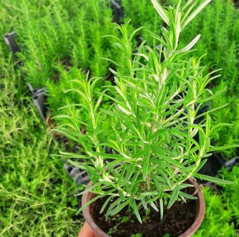 SAKSIDA BİBERİYE - Mutfakta Evde Hazır Biberiye 3 ADET