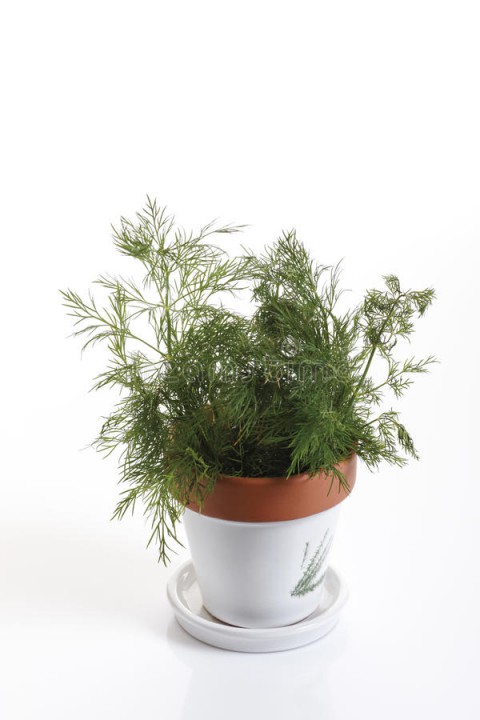 SAKSIDA DEREOTU SETİ - Mutfakta Evde Dereotu Yetiştirin