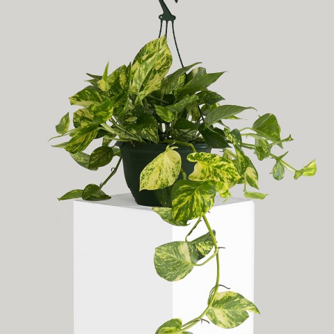 SALON SARMAŞIĞI POTHOS - HEDİYELİK EV OFİS BİTKİSİ