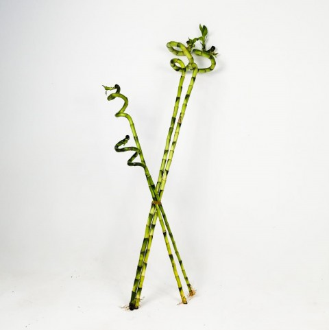 ŞANS BAMBUSU 10 ADET - 1 METRE LUCKY BAMBOO