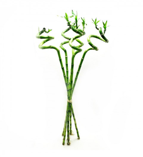 ŞANS BAMBUSU 3 ADET - 1 METRE LUCKY BAMBOO