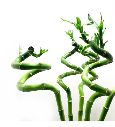ŞANS BAMBUSU 3 ADET - 1 METRE LUCKY BAMBOO