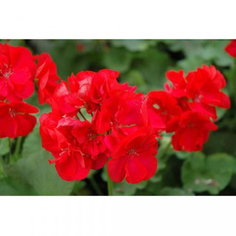 SARDUNYA 5 ADET - SAKSIDA KIRMIZI RENK