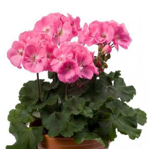 SARDUNYA 5 ADET - SAKSIDA PEMBE RENK