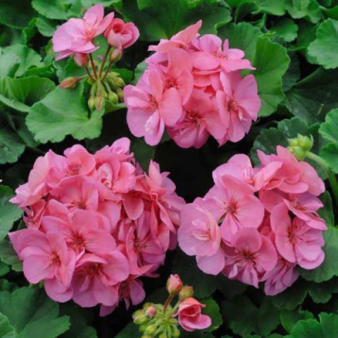 SARDUNYA  - SAKSIDA PEMBE RENK 10 ADET