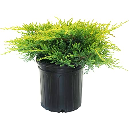SARI ARDIÇ FİDANI 20 ADET - Juniperus Horizontalis Lime Glow