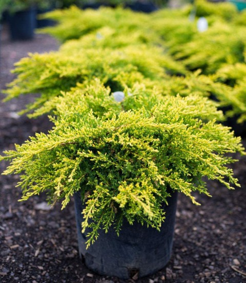 SARI ARDIÇ FİDANI 20 ADET - Juniperus Horizontalis Lime Glow