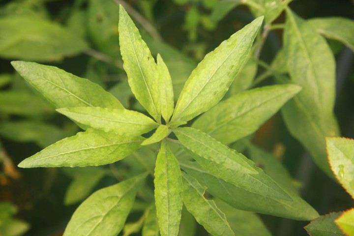 SARI GOJİ BERRY FİDANI 10 ADET