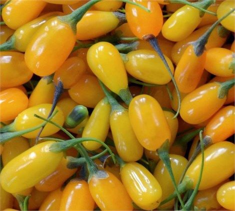 SARI GOJİ BERRY FİDANI 2 ADET