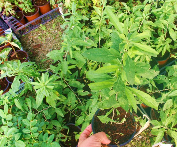 SARI GOJİ BERRY FİDANI