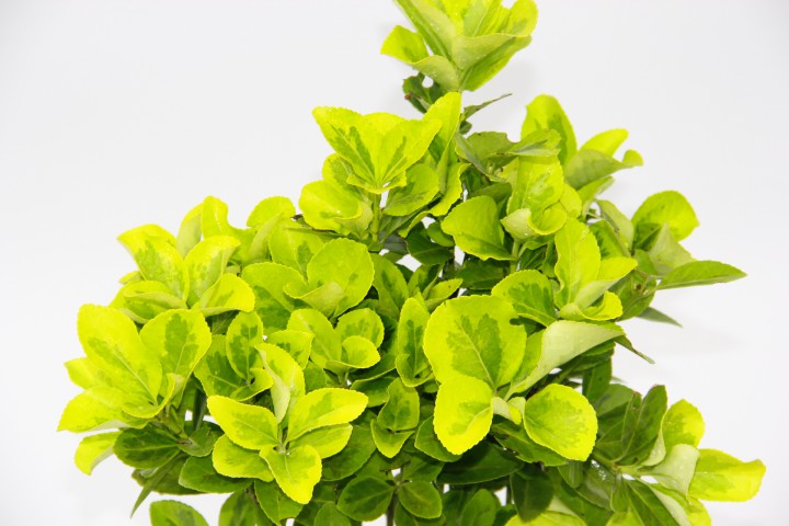 SARI GOLD TAFLAN EUONYMUS 10 ADET - SARI SAKSIDA HEDİYELİK