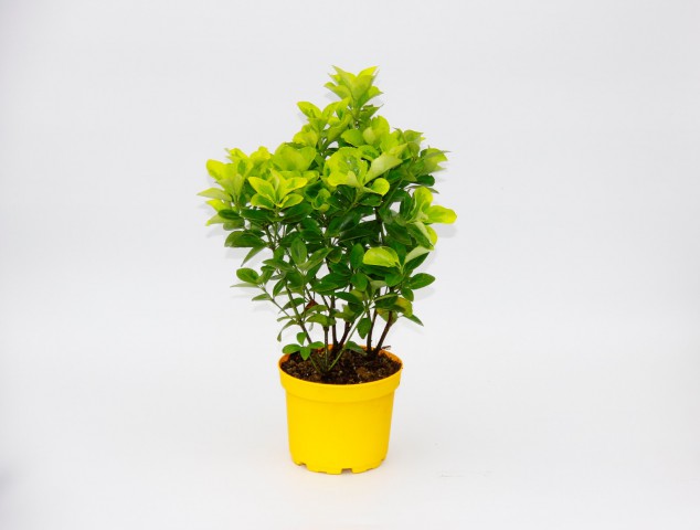 SARI GOLD TAFLAN EUONYMUS 10 ADET - SARI SAKSIDA HEDİYELİK