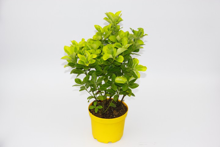 SARI GOLD TAFLAN EUONYMUS 5 ADET - SARI SAKSIDA HEDİYELİK
