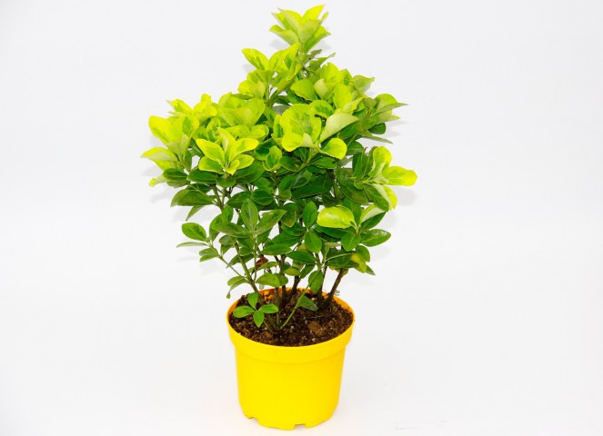 SARI GOLD TAFLAN EUONYMUS - SARI SAKSIDA HEDİYELİK
