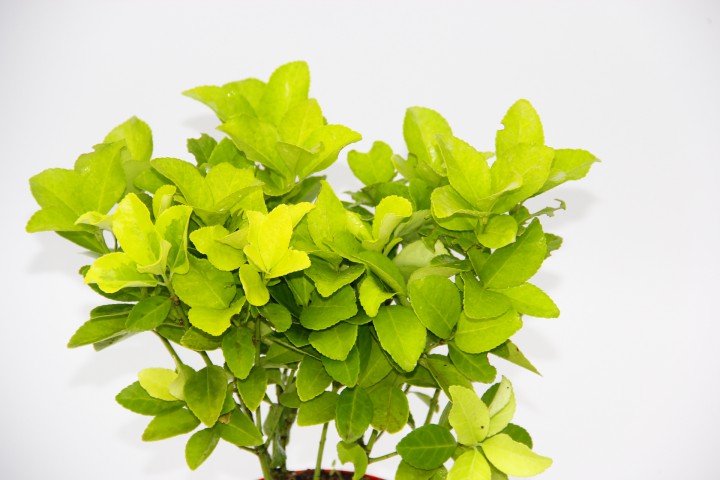 SARI KIRMIZI GOLD TAFLAN EUONYMUS 2 ADET - HEDİYELİK