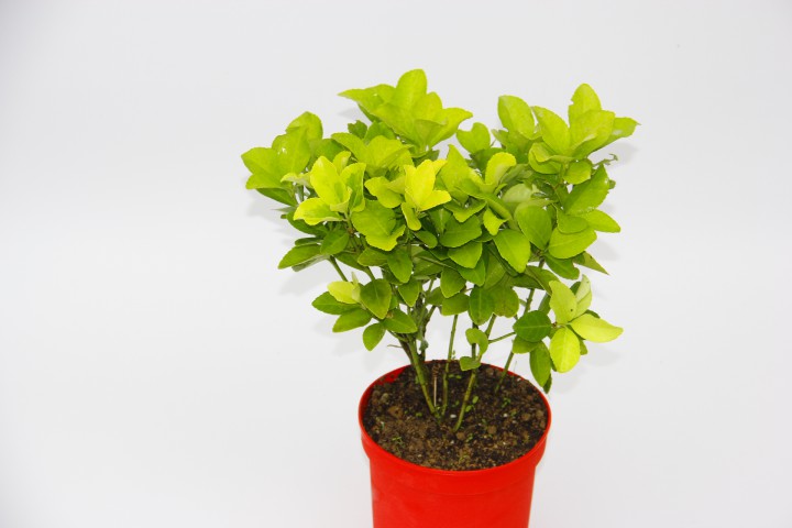 SARI KIRMIZI GOLD TAFLAN EUONYMUS 2 ADET - HEDİYELİK