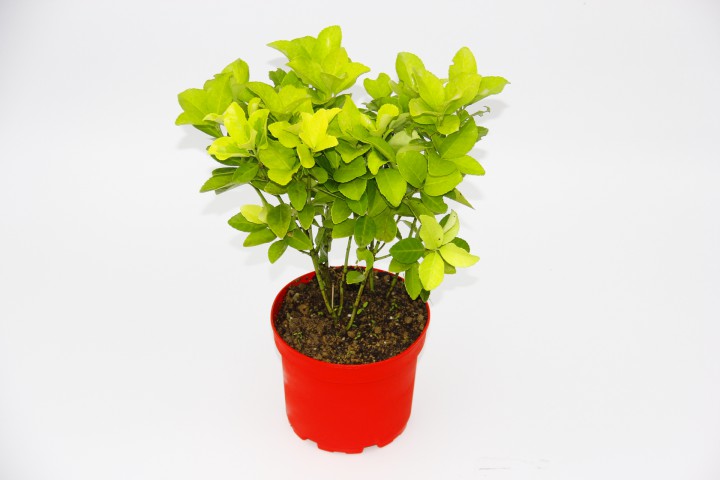 SARI KIRMIZI GOLD TAFLAN EUONYMUS - HEDİYELİK