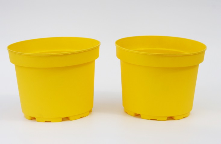 SARI LİMON SAKSISI 10 ADET ( 1.5 Litre )