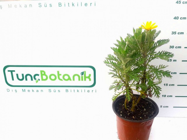 SARI PAPATYA 3 ADET - ÇOK YILLIK DIŞ MEKAN ÇİÇEĞİSARI PAPATYA 3