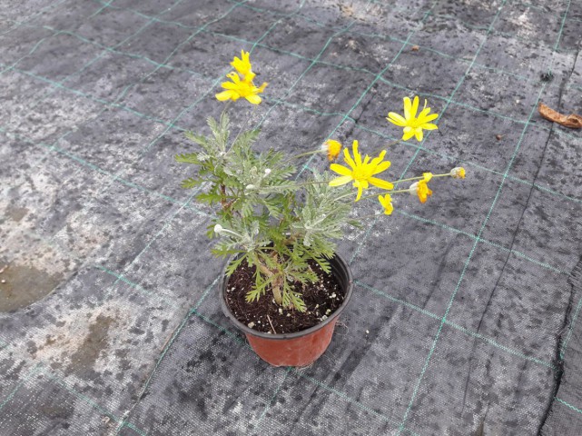 SARI PAPATYA EURYOPS 10 ADET - ÇOK YILLIK DIŞ MEKAN ÇİÇEĞİ