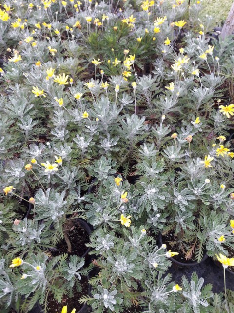 SARI PAPATYA EURYOPS 10 ADET - ÇOK YILLIK DIŞ MEKAN ÇİÇEĞİ