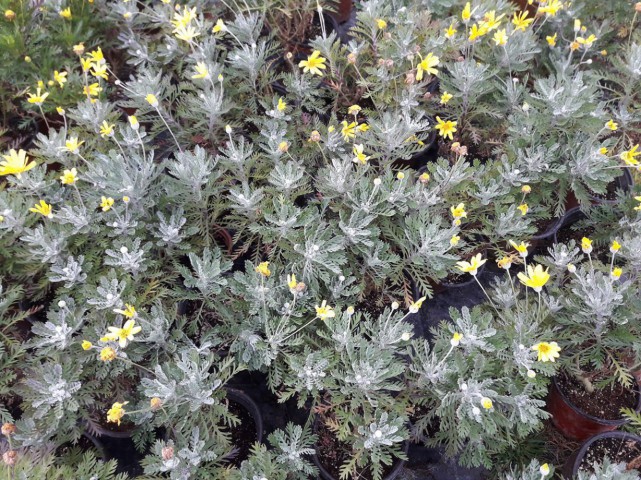 SARI PAPATYA EURYOPS 10 ADET - ÇOK YILLIK DIŞ MEKAN ÇİÇEĞİ