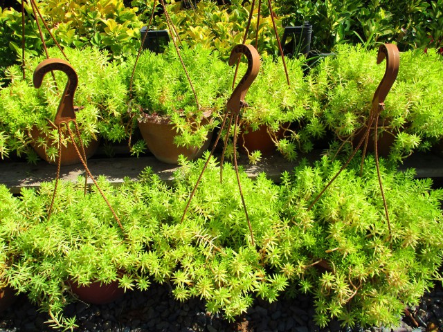 SARI SEDUM 1 ADET - ASKILI DEKORATİF SAKSIDA - HEDİYELİK