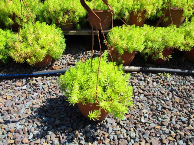 SARI SEDUM 1 ADET - ASKILI DEKORATİF SAKSIDA - HEDİYELİK