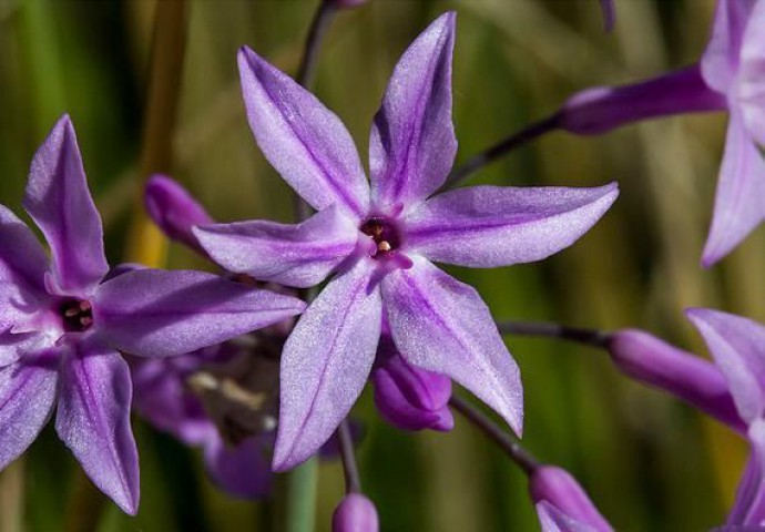 SARIMSAK ÇİÇEĞİ 50 ADET