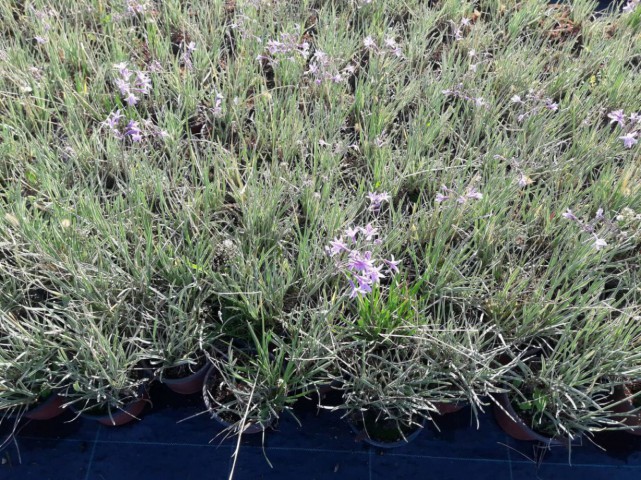 SARIMSAK ÇİÇEĞİ 50 ADET