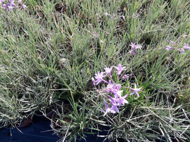 SARIMSAK ÇİÇEĞİ 50 ADET