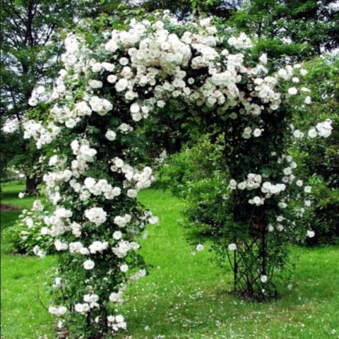 SARMAŞIK GÜL BEYAZ RENK 3 ADET