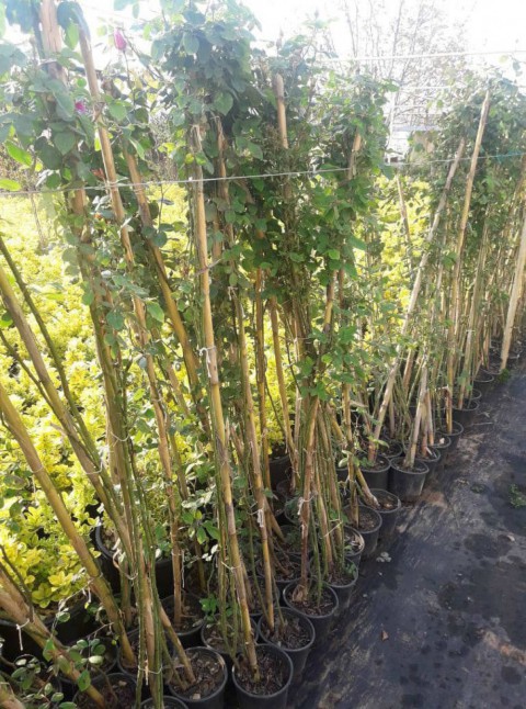 SARMAŞIK GÜL BEYAZ RENK 3 ADET