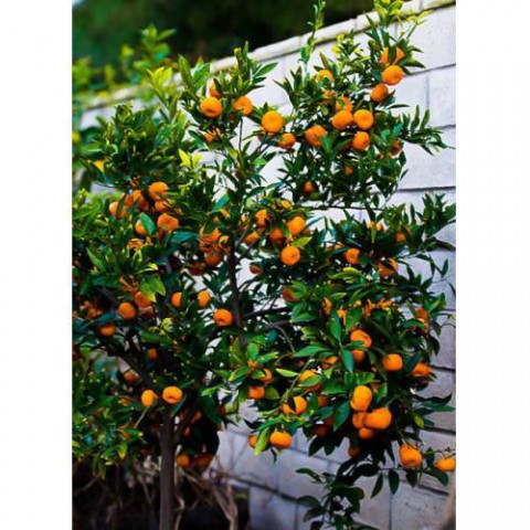 SATSUMA MANDALİNA FİDANI - 3 YAŞ TÜPLÜ FİDAN