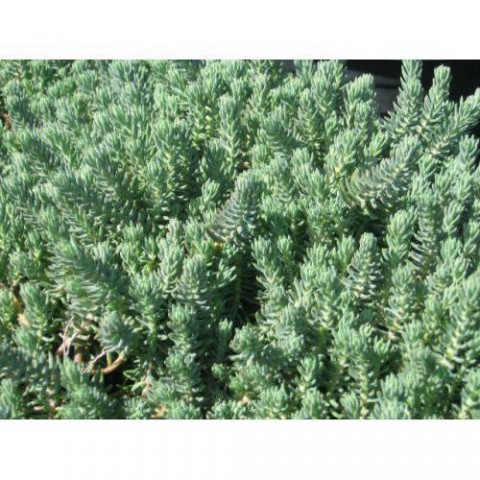 SEDUM REFLEXUM 135 ADET - TERARYUM İÇİN SUKULENT BİTKİ